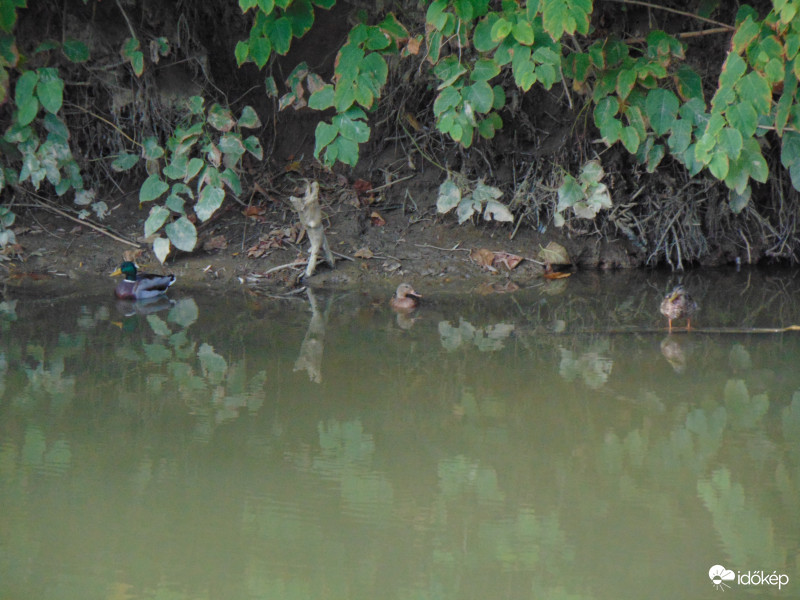 A bal szélső kacsa felé indult egy fatuskó :)