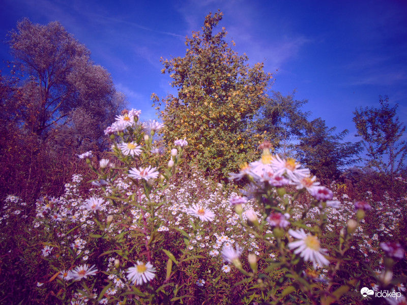 Ma délután találtam egy "csokor fát" :)