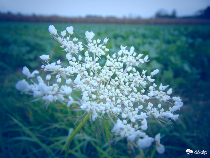 Kora esti részlet a "virágzó őszből"