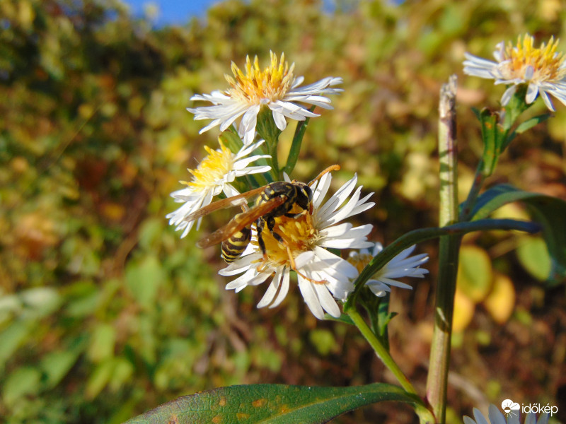 Talán ma érdeklődött utoljára a darázs a virág iránt