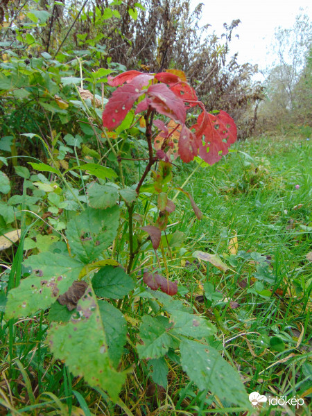 Piros "lombkorona" a zöld cserje közt