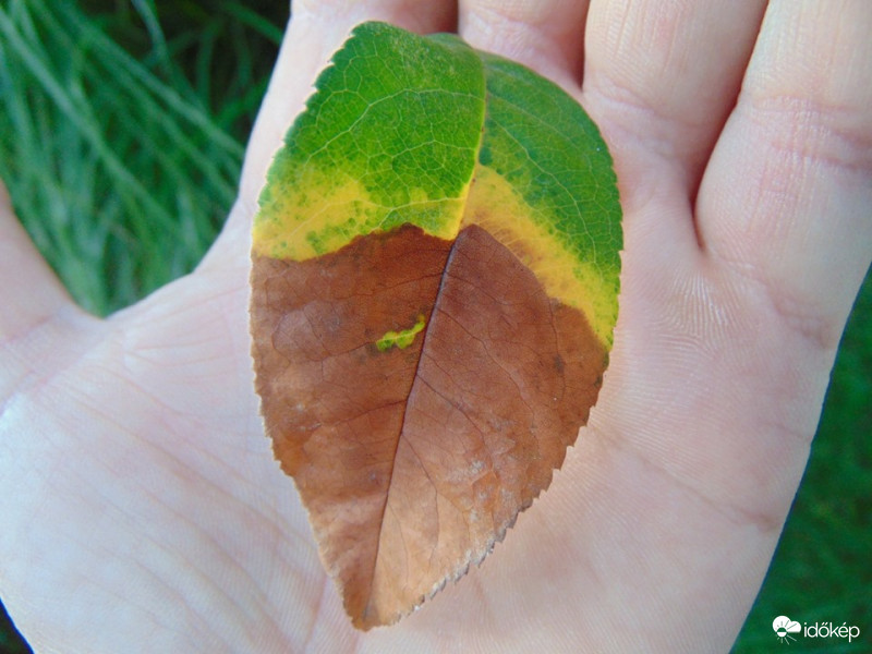 A természet varázsát ontja bőven. A fűben, a virágban és a kőben. Ó nincs a földön oly silány anyag, Mely így vagy úgy ne szolgálná javad; De nincs oly jó, melyben ne volna vész, Ha balga módra véle visszaélsz! /William Shakespeare/