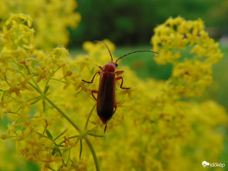  A lelkesedés diktálja az iramot,de a kitartás éri el a célt /Dan Millman/