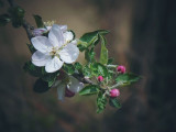 Almafa virág