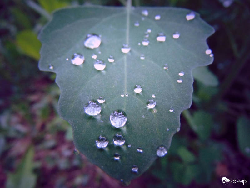 Nyári záporok után 