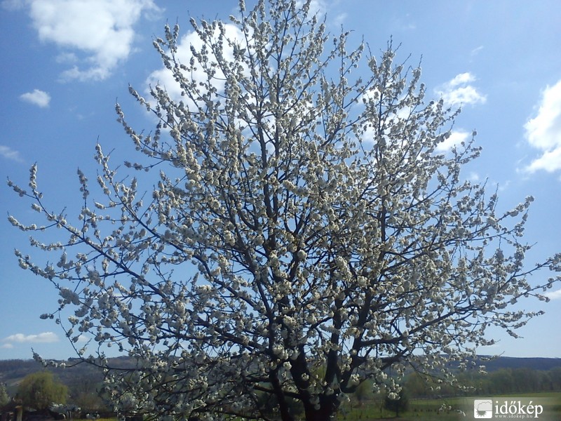 Cseresznyefa Virágbaborúlva