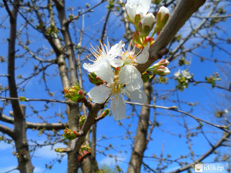 Cseresznyefa virágzás!
