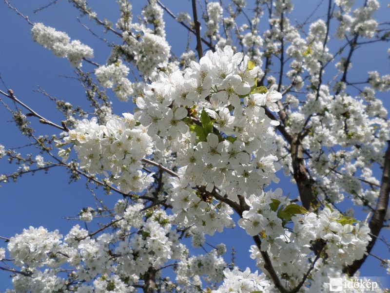 Cseresznyefa virágzás!