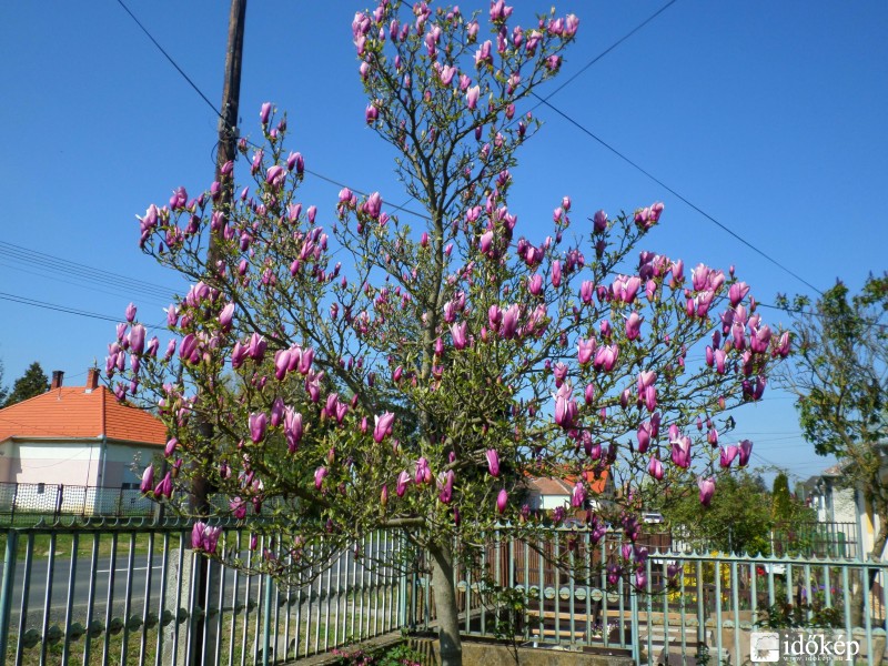 Tulipánfa virágba borulva!