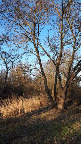Besenyszög