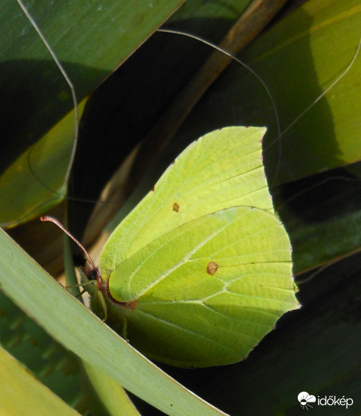 Idei citromlepke
