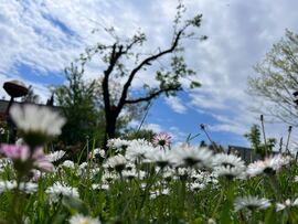 Szigetbecse