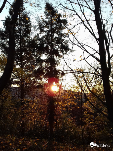 Fenyők a lemenő nap fényében