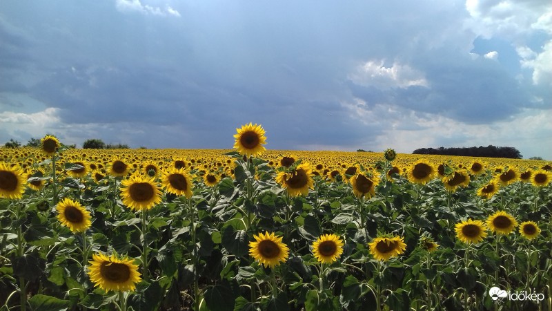 Napraforgók