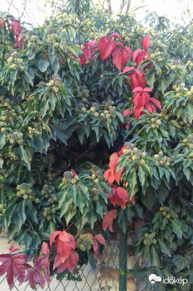 A két "jóbarát": Borostyán és vadszőlő