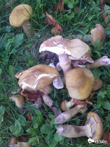 "Részeges" gombák... :)