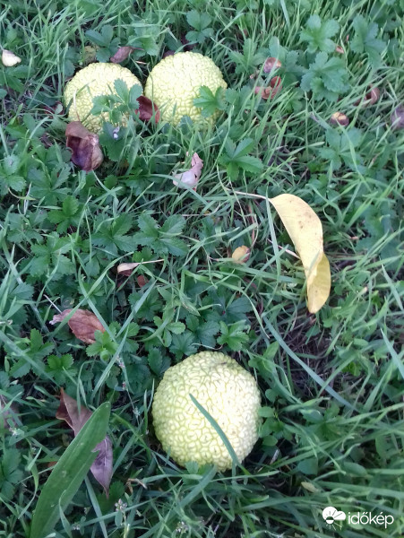 3 "tekegolyó" a fűben... :)