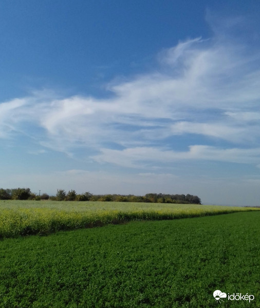 Cirrusos égbolt és repceföld