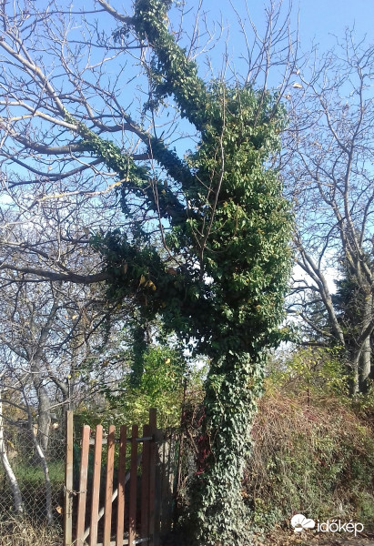 Balra nyújtózva, zöldbe burkolózva :)