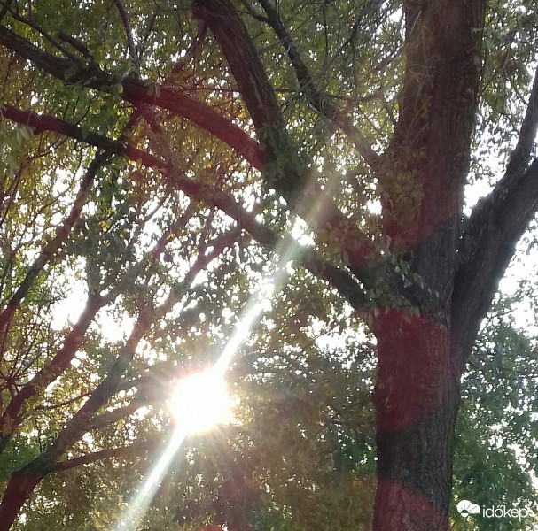 Fák között átszűrődő őszi napfény