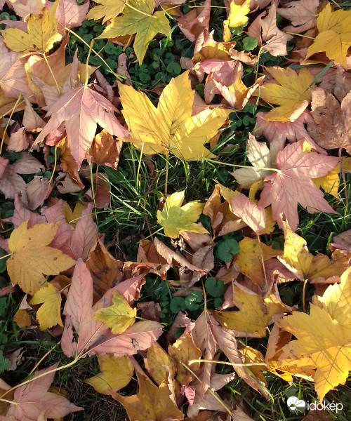 Levélszőnyeg lemenő nap fényében