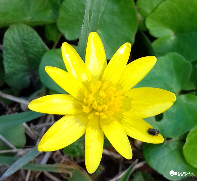 Mocsári gólyahír és "társbérlője" :)