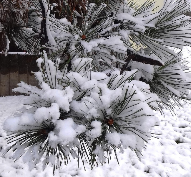 Fenyő fehérrel hintve :)