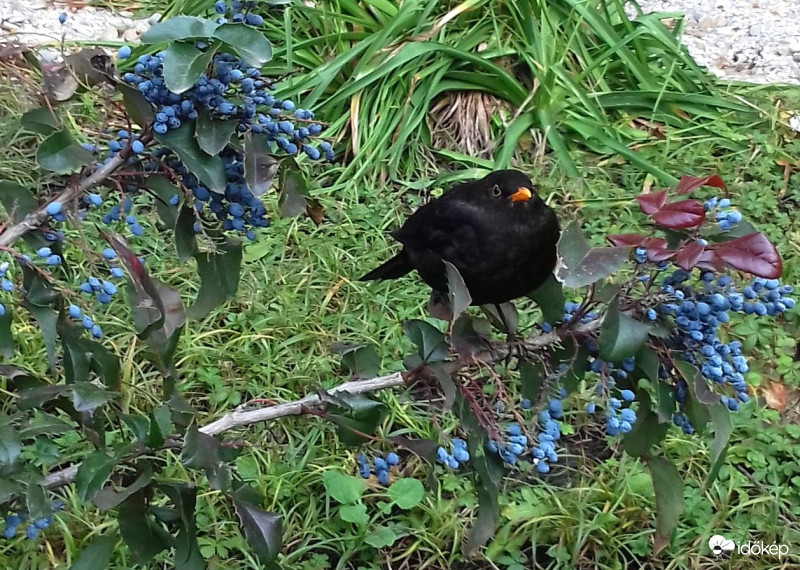 Egy délelőtti látogató :)