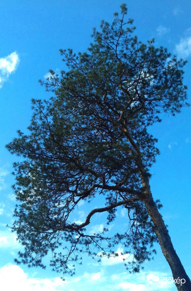 Kicsit ferdén nőve... :)