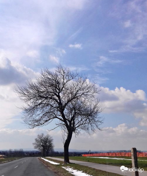 Fa a Fertő-parti út mentén