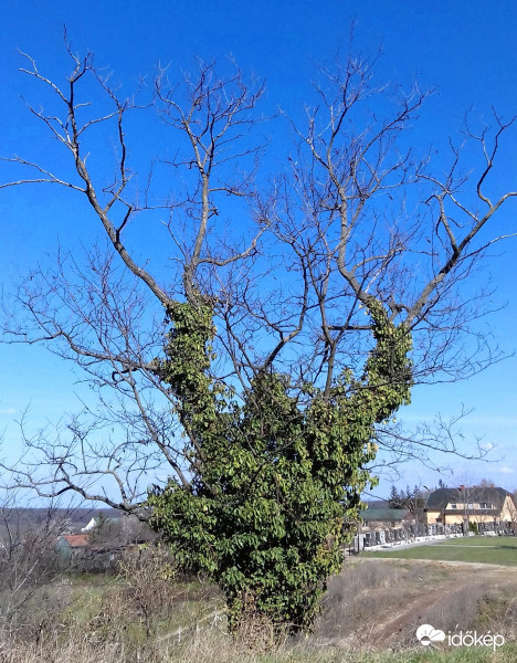 Még kopaszon, de zölddel "takarózva"! :)