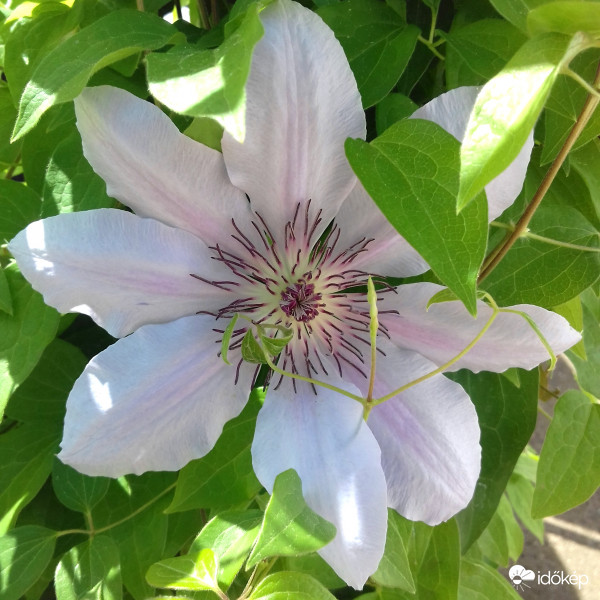 Futónövény virága :)