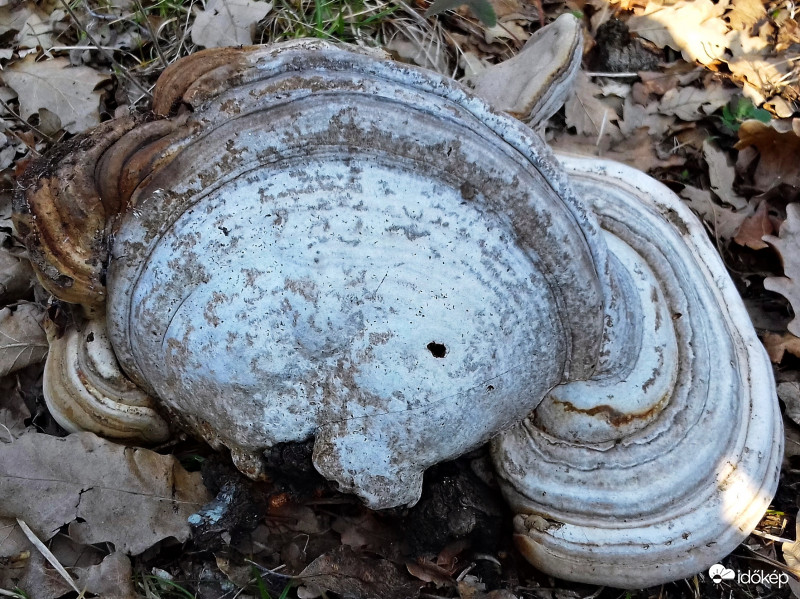 Talán taplógomba? :)