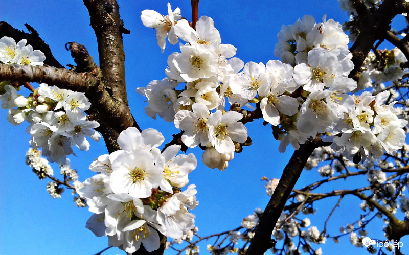 Cseresznye virágzása