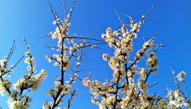 Kék és ágas-bogas fehér :)