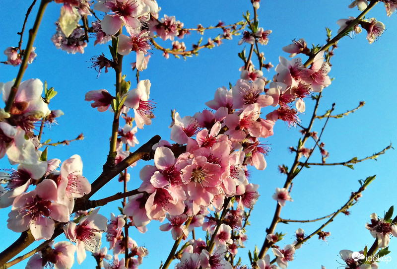 Kék és rózsaszín :)