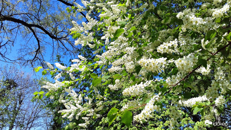 Fehér, zöld és kék :)