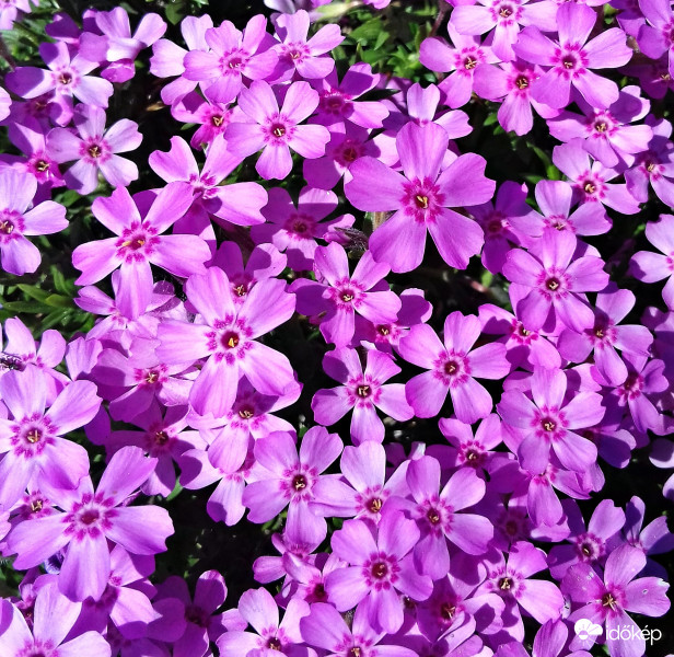 Apró rózsaszín szépségek :)