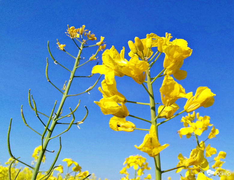 Szépség és szörnyeteg :)