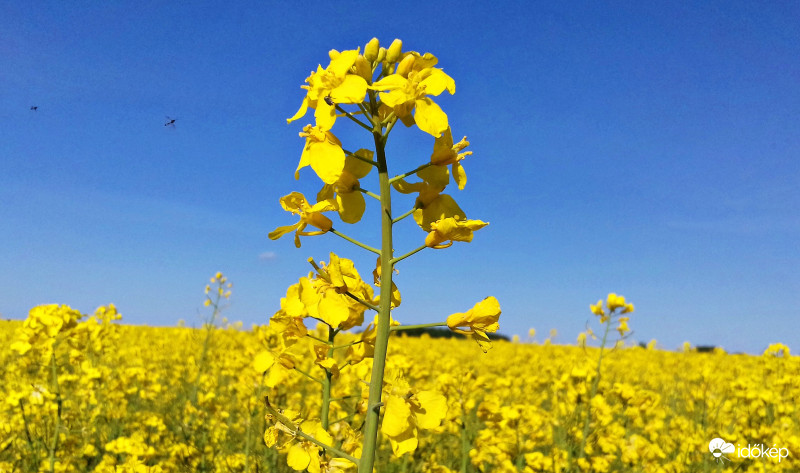Főszerepben ismét a repce :)