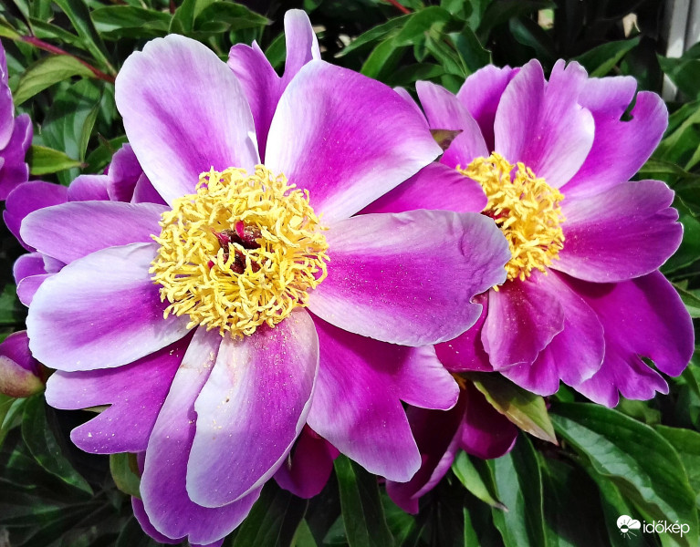 Tekintetet vonzó pink virágok :)