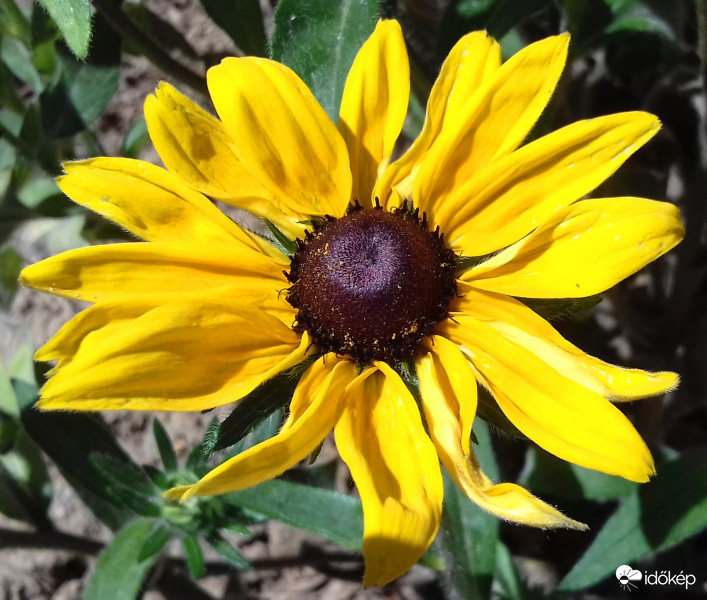 Talán Borzas kúpvirág :)