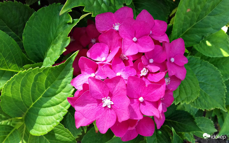 A hortenzia még mindig szép... :)