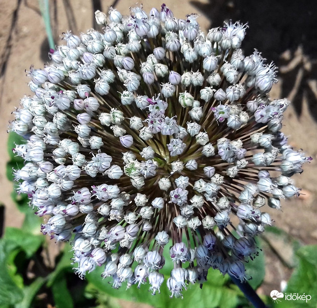 A hagyma is kivirágzott! :)