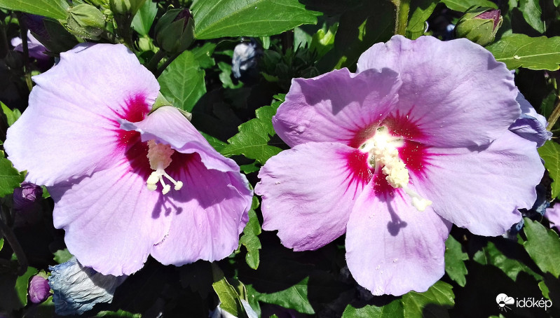 A szégyenlős és a nyílt... :)