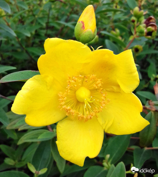 Talán japán orbáncfű :)