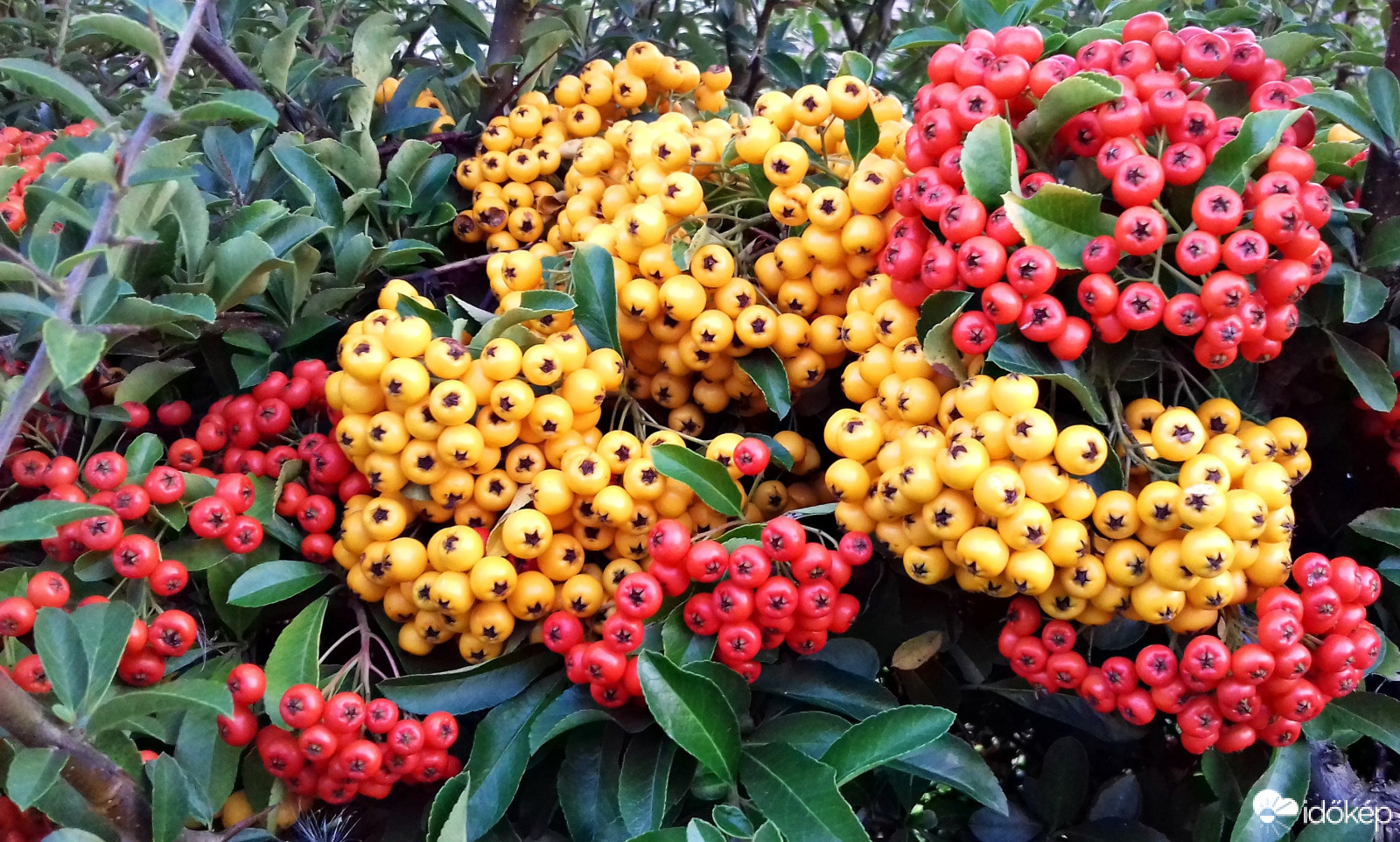 Tűztövis két arca :)