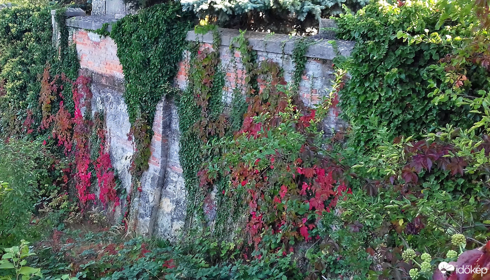 Vadszőlő és borostyán egymásba gabalyodva... :)