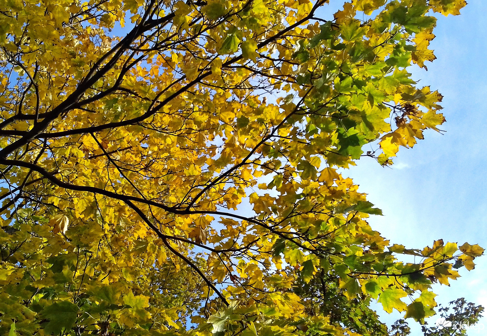 Juharfa őszi színekben :)