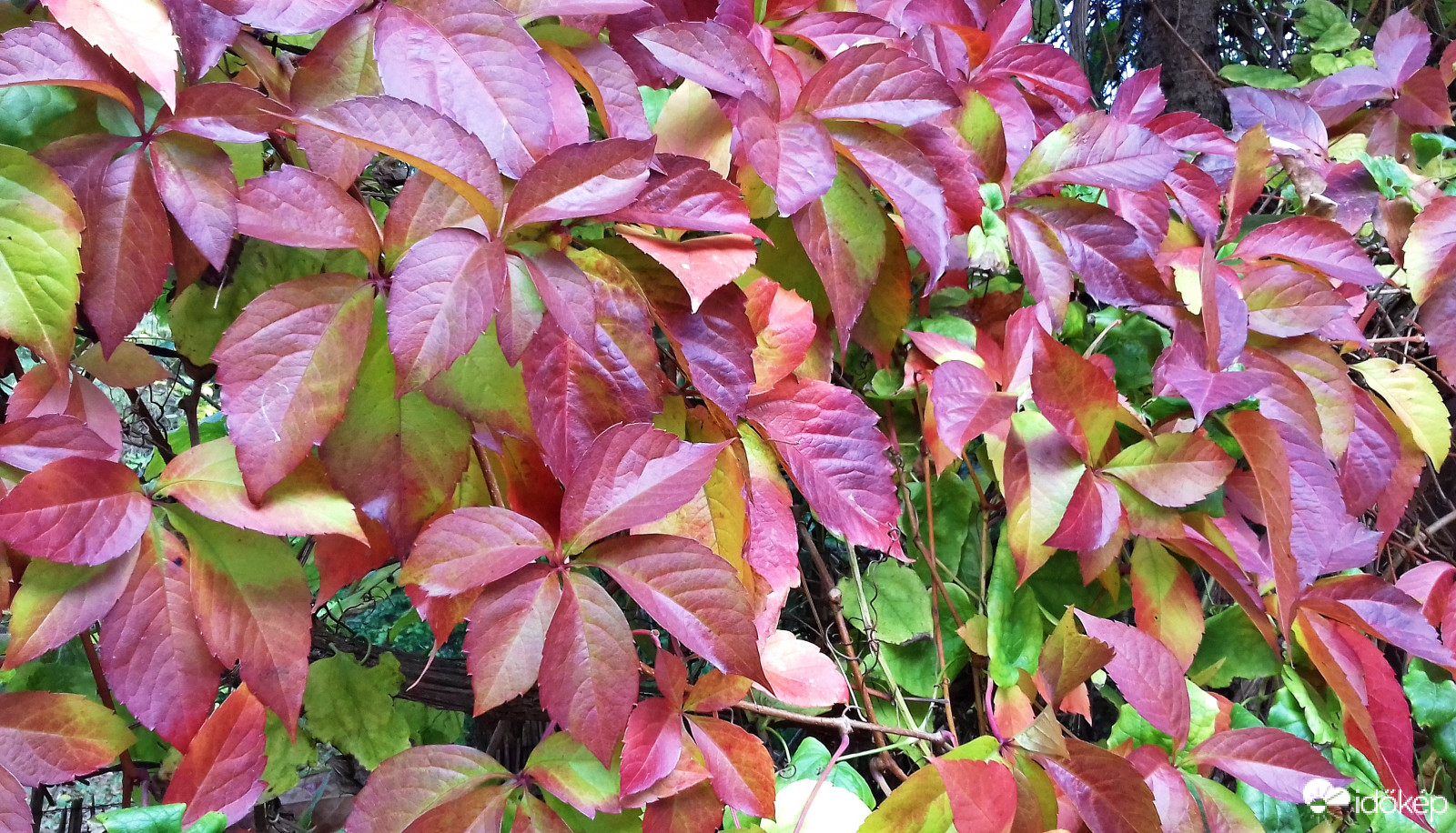 Vadszőlő (talán idén utoljára) őszi ruhában :)